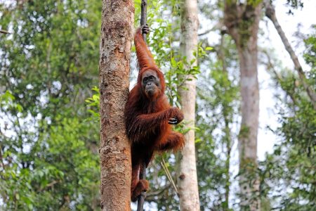 Orangutan Tanjung Puting National Park Borneo